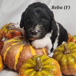 Double Doodle, Goldendoodle, and Labradoodle Puppies from Godley Doodles Of Texas