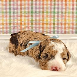 Lavender - Chocolate merle female Bernedoodle puppy in Russell Springs, Kentucky from 270 Doodles