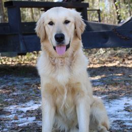 Chase - Golden Retriever