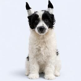 Cheshire Cat - Black and white male Chinese Crested puppy in Destin, Florida from Fairy Tale Cresteds