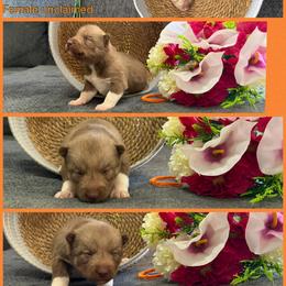 Robin - Red and white female Siberian Husky puppy in Canton, Ohio from Bleu Skies Siberian Huskies
