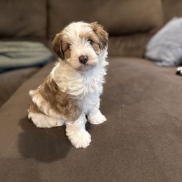 Bernedoodle Puppies from Bollinger Pups