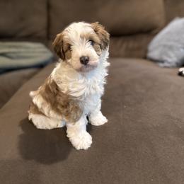 Bernedoodle Puppies from Bollinger Pups