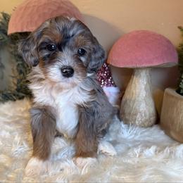 Boy 6 - Merle male Bernedoodle puppy in Perryville, Maryland from Heavenly Heritage Dachshunds and Doods