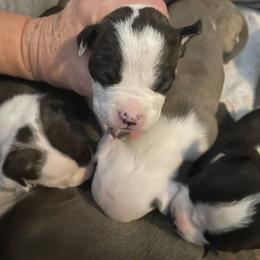 River - Black brindle female American Staffordshire Terrier puppy in Monroe, Georgia from Irresistibull Staffords