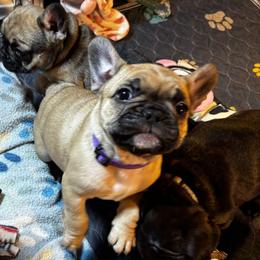 Cecilia - Fawn female French Bulldog puppy in Neenah, Wisconsin from Mimosa Acres French Bulldogs LLC