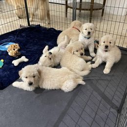 Golden Retriever Puppies from Laryssa Stefano