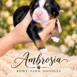 Ambrosia - Tri-color female Bernedoodle puppy in Henry, Illinois from Rowe Farms Doodles