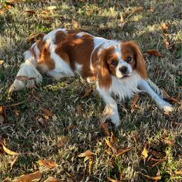 Jasper - Cavalier King Charles Spaniel