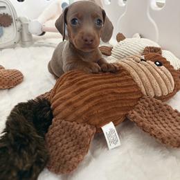 Fisher - Fawn (isabella) and tan male Dachshund puppy in San Diego, California from Enchanted little dachshunds