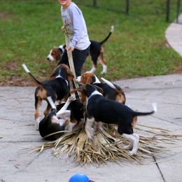 American Foxhound and American Staffordshire Terrier Puppies from Whitlow Kennel
