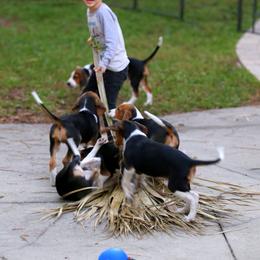 American Foxhound and American Staffordshire Terrier Puppies from Whitlow Kennel