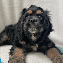 Cocker Spaniels from BRX Country Cockers LLC