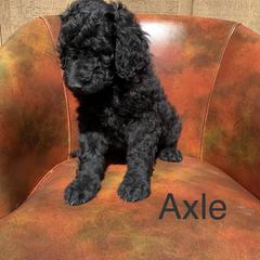 Double Doodle, Goldendoodle, and Pyredoodle Puppies from Little Muddy Doodles