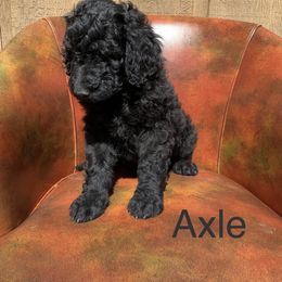 Double Doodle, Goldendoodle, and Pyredoodle Puppies from Little Muddy Doodles