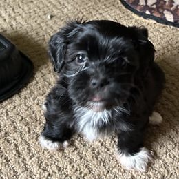 Havanese All Grown Up from Mt. Breeze