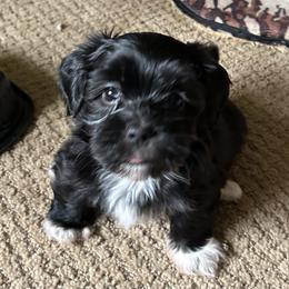 Havanese All Grown Up from Mt. Breeze