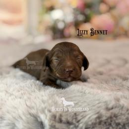 Lizzy Bennet - Cream female Dachshund puppy in Rainier, Oregon from Doxies in Wonderland