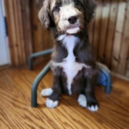 Ruby - Sable female Bordoodle puppy in New Oxford, Pennsylvania from The Weekend Farm