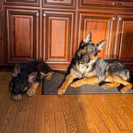 German Shepherds from Lucky Star Shepherds