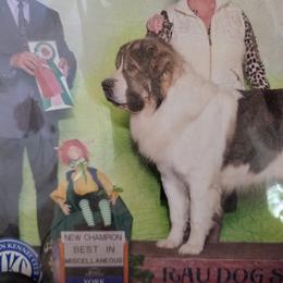 Aramis - Pyrenean Mastiff