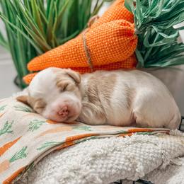 Austin - Parti male Goldendoodle puppy in Iola, Texas from Supreme Doodles of Texas