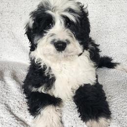 Aussiedoodle and Bernedoodle Puppies from Jupiter Doodles