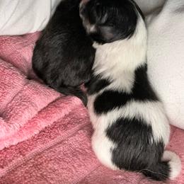Dior - Black and tan parti female Pomeranian puppy in Leesburg, Virginia from Capital Poms & Pomskies