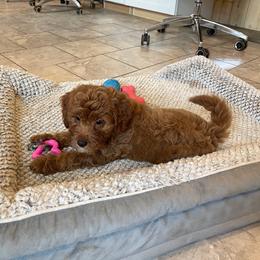 Strawberry - Red  female Goldendoodle puppy in Sugarcreek, Ohio from True Hearted Doodles