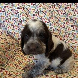 Tan - Liver white and roan male English Springer Spaniel puppy in Tabor City, North Carolina from Big Bay Kennels LLC