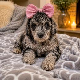 Rue - female Golden Mountain Doodle puppy in Big Spring, Texas from Oliva’s Doods
