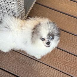 Male merle w blue eyes - Blue merle male Pomeranian puppy in Bourbonnais, Illinois from T & D Poms
