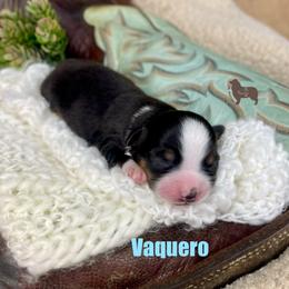 Vaquero - Black tri female Miniature Australian Shepherd puppy in El Dorado Springs, Missouri from OR Aussies