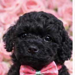 Sugar - Tri-color female Yorkipoo puppy in Apple Valley, California from Boujeepups
