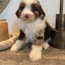 Boy 3 - Merle male Bernedoodle puppy in Modesto, California from Two Doods Doodles