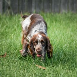 English Cocker Spaniel and German Shepherd Puppies from Ryndal & Co.