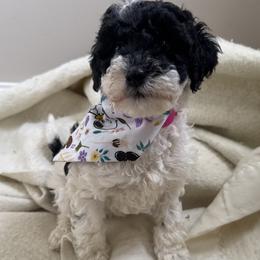 Lucy - Parti female Poodle puppy in Canfield, Ohio from Poo's Doo's & Inu's