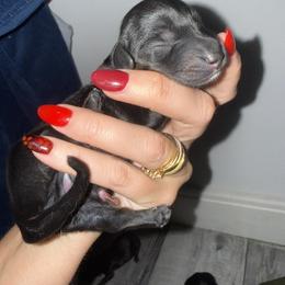 Dachshund Puppies from Champion Dachshunds
