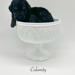 Calamity - Phantom female Bernedoodle puppy in Thornville, Ohio from Four Front Doodles & Friends