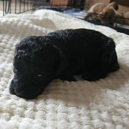 Black boy - Black and white male Aussiedoodle puppy in Coulterville, Illinois from Windbush