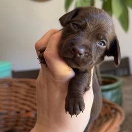 Nutella - Chocolate male Dachshund puppy in Yuba City, California from Mulberry Dachshunds