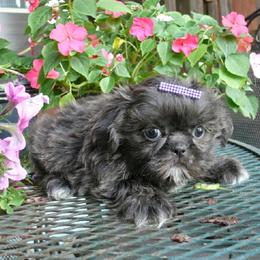 Dolly - Blue female Shih Tzu puppy in Wild Rose, Wisconsin from Sorenson's Shih-tzus