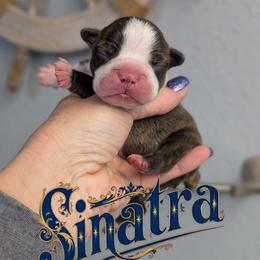 Sinatra - Brindle and white male Boston Terrier puppy in Oak Hills, California from All American Boston Terriers