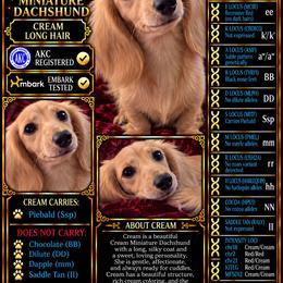 Cream - Dachshund