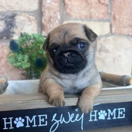 Green collar - Fawn male Pug puppy in Tucson, Arizona from Furever Friends