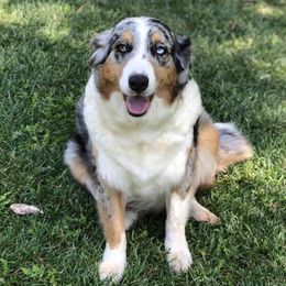 Opal - Australian Shepherd