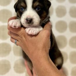 Fern - Black tri-color male Australian Shepherd puppy in Salinas, California from AA Aussies