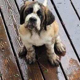 Saint Bernard Puppies from Split Rock Saints