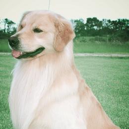 Golden Retrievers from ​Claircrest Golden Retrievers