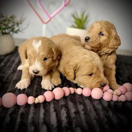 Fourth pick Female - Apricot female Goldendoodle puppy in Mc Arthur, California from California Golden Love